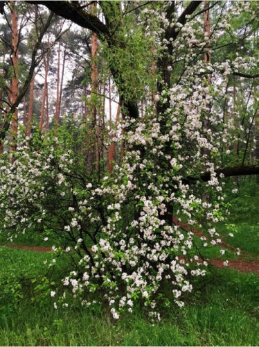 Весна, Серебряный бор